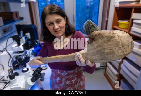 PRODUZIONE - 21 dicembre 2023, Saxony-Anhalt, Halle (Saale): L'archeologa a oggetti Laura Dietrich esamina una replica di un'ascia dell'età della pietra in un laboratorio presso l'Università di Halle. Lo scienziato esamina le tracce di asce di pietra dalla ricca collezione del Museo Statale della Preistoria di Halle. Sono stati creati duplicati di ciascuno dei pezzi originali selezionati. Vari materiali, come il legno e l'osso, sono lavorati con queste copie. Le tracce di utilizzo sulle copie vengono quindi confrontate con gli originali. Gli scienziati vogliono scoprire quale ruolo hanno giocato gli strumenti quando le persone si sono stabilite nel centro di Germa Foto Stock