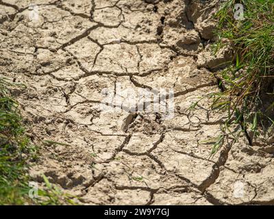 Terreno asciutto incrinato in siccità Foto Stock