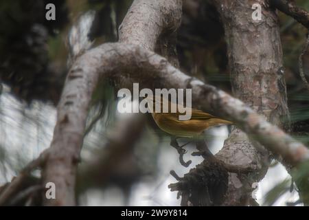 Il Common Warbler è una specie comune di uccelli appartenente alla famiglia delle parula. Foto Stock