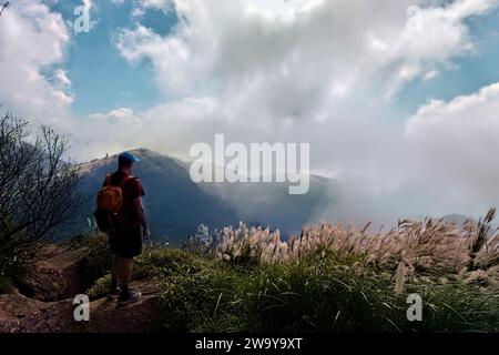 Erba argentata cinese nel Parco nazionale di Yangmingshan, Taipei, Taiwan Foto Stock