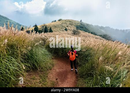 Trekking attraverso l'erba argentata cinese nel Parco Nazionale di Yangmingshan, Taipei, Taiwan Foto Stock