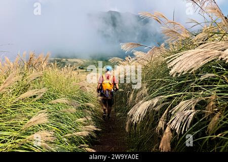 Trekking attraverso l'erba argentata cinese nel Parco Nazionale di Yangmingshan, Taipei, Taiwan Foto Stock