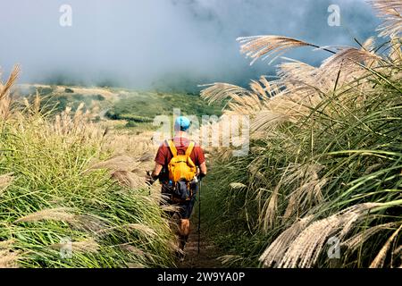 Trekking attraverso l'erba argentata cinese nel Parco Nazionale di Yangmingshan, Taipei, Taiwan Foto Stock