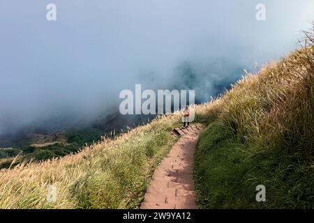 Trekking attraverso l'erba argentata cinese nel Parco Nazionale di Yangmingshan, Taipei, Taiwan Foto Stock