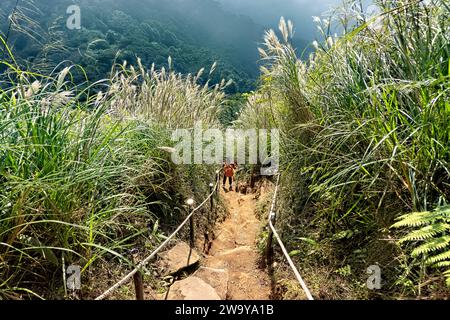 Trekking attraverso l'erba argentata cinese nel Parco Nazionale di Yangmingshan, Taipei, Taiwan Foto Stock