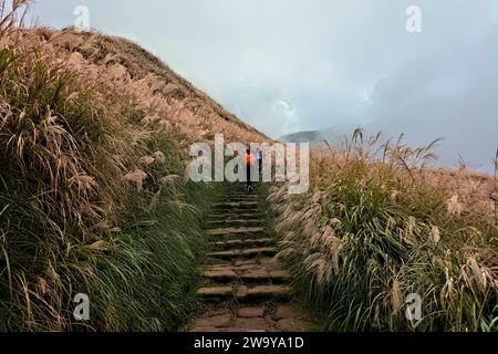 Trekking attraverso l'erba argentata cinese nel Parco Nazionale di Yangmingshan, Taipei, Taiwan Foto Stock