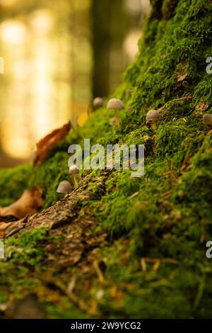 primo piano di un albero con un sacco di muschio e funghi che crescono dal tronco, sullo sfondo si possono vedere colori giallo pastello a causa dell'ora d'oro Foto Stock
