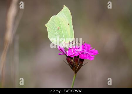 Farfalla al limone - Gonepteryx Rhamni - Canto certosino - Dianthus Carthusianorum Foto Stock