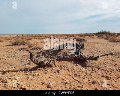 Splendido albero rustico sradicato in dune di sabbia aride nel deserto Foto Stock