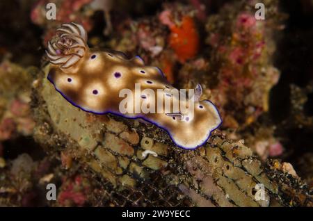 Hypselodoris tryoni, Chromodorididae, Anilao, Filippine, Asia Foto Stock