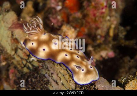 Hypselodoris tryoni, Chromodorididae, Anilao, Filippine, Asia Foto Stock