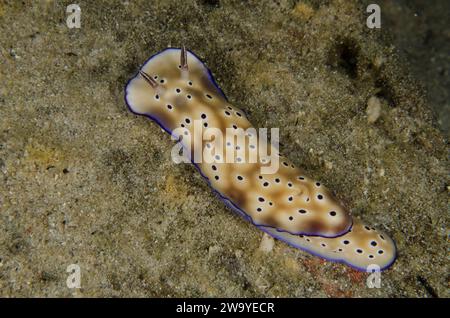 Hypselodoris tryoni, Chromodorididae, Anilao, Filippine, Asia Foto Stock