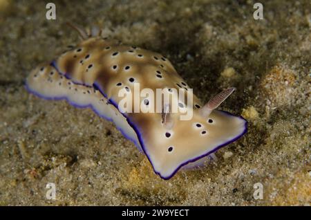 Hypselodoris tryoni, Chromodorididae, Anilao, Filippine, Asia Foto Stock