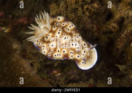 Hypselodoris tryoni, Chromodorididae, Anilao, Filippine, Asia Foto Stock