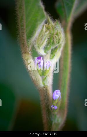 Coltura di soia in campo non OGM. Glicina max, soia, germoglio di soia che coltiva soia su scala industriale. Giovani piante di soia con fiori Foto Stock