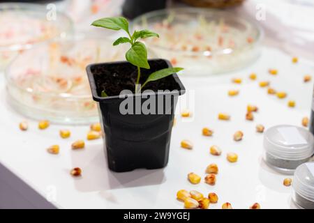 Coltivare frumento e fagioli in laboratorio. Tecnologie intelligenti in agricoltura.. Foto Stock