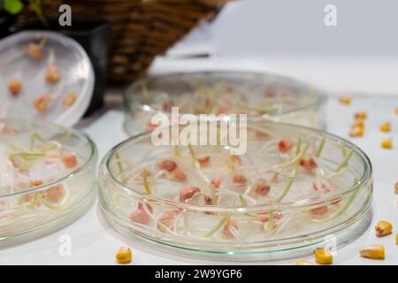 Coltivare frumento e fagioli in laboratorio. Tecnologie intelligenti in agricoltura.. Foto Stock