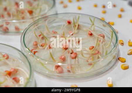 Coltivare frumento e fagioli in laboratorio. Tecnologie intelligenti in agricoltura.. Foto Stock