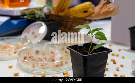 Coltivare frumento e fagioli in laboratorio. Tecnologie intelligenti in agricoltura.. Foto Stock