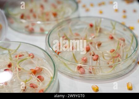 Coltivare frumento e fagioli in laboratorio. Tecnologie intelligenti in agricoltura.. Foto Stock