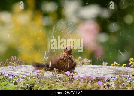 Merluzzo eurasiatico Turdus merula, bagnino di giovani in un bagno di uccelli con piante da fiore, County Durham, Inghilterra, Regno Unito, luglio. Foto Stock