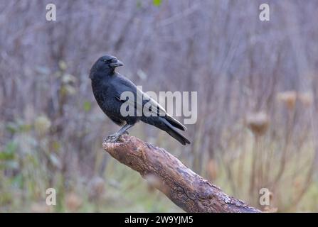 L'American Crow si arenò su una filiale in una fredda giornata autunnale a Ottawa, Canada Foto Stock