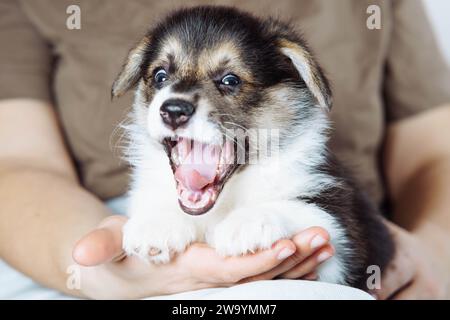 Prendersi cura dei bambini. Stanco e affascinante sbadiglio su tutta la bocca del bambino welshkorgi, seduto tra le braccia di una donna irriconoscibile della loro amante. PET Foto Stock