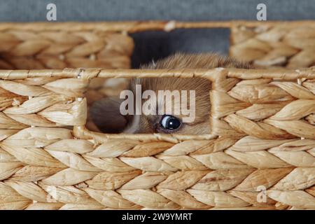 L'unico occhio di un cucciolo che si nascondeva nel cestino di vimini sbuca fuori dal foro. Allevamento di cuccioli di razza pura. Cibo per cani. Animali domestici. Cane in famiglia. Caratteristiche di mantenimento del pupa Foto Stock