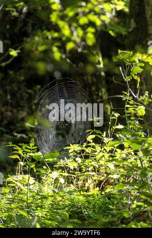 La ragnatela di Spider in un giardino Foto Stock