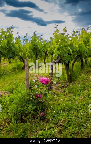 Cespuglio di rosa alla fine di un vigneto. Gironde. Nouvelle Aquitaine. Francia Foto Stock