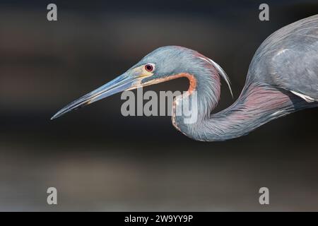 Airone tricolore (Egretta tricolor) alla caccia alle prede presso il lago Kissimmee, Florida, USA Foto Stock