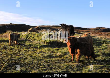 Mucca scozzese delle Highland a Dunnet Head, Caithness, Scozia, Regno Unito Foto Stock