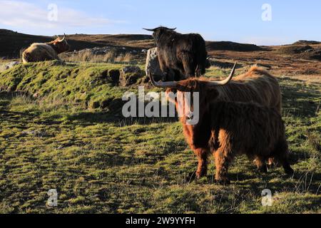 Mucca scozzese delle Highland a Dunnet Head, Caithness, Scozia, Regno Unito Foto Stock