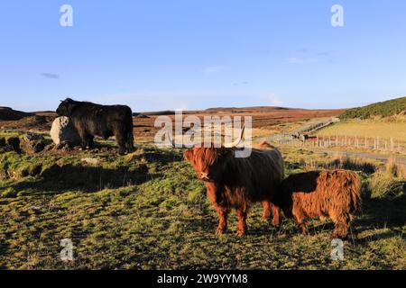 Mucca scozzese delle Highland a Dunnet Head, Caithness, Scozia, Regno Unito Foto Stock