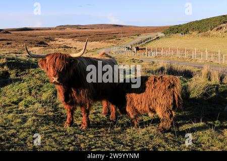 Mucca scozzese delle Highland a Dunnet Head, Caithness, Scozia, Regno Unito Foto Stock