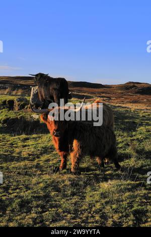 Mucca scozzese delle Highland a Dunnet Head, Caithness, Scozia, Regno Unito Foto Stock