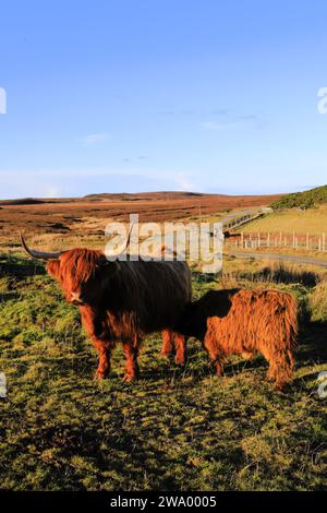 Mucca scozzese delle Highland a Dunnet Head, Caithness, Scozia, Regno Unito Foto Stock