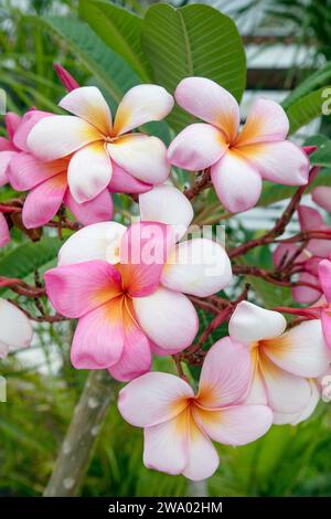 Splendido gruppo di frangipani rosa e bianco, conosciuto anche come plumeria, pianta fiorita rinomata per i suoi fiori profumati e vibranti Foto Stock