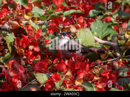 Bulbul con whisky rosso su fiore. Questa foto è stata scattata dal Bangladesh. Foto Stock