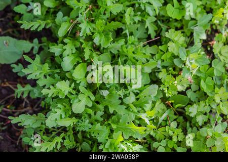 Foglie di rucola, razzo da giardino, eruca nei raggi del sole che tramonta. Foglie fresche verdi in giardino in villaggio. Prodotto dietetico non OGM. Agricoltura ecologica. Foto Stock