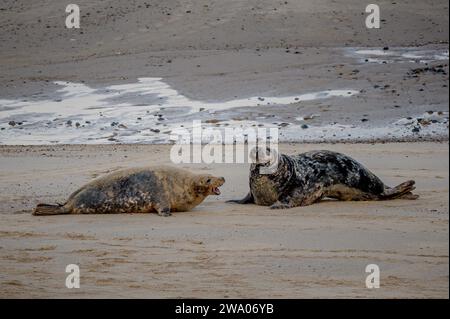 Schifo da parte della foca grigia maschile adulta, Halichoerus grypus, verso una donna che protegge il suo cucciolo neonato, Horsey, Norfolk, Regno Unito. La spiaggia è vicina al Foto Stock