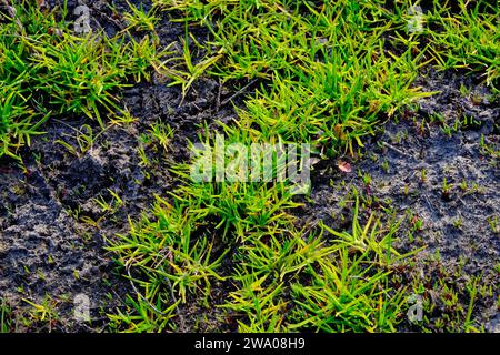 L'erba verde germoglia da un terreno scuro e ricco. Foto Stock