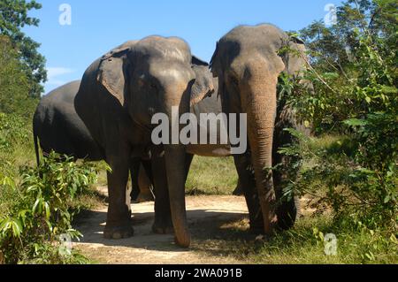 Elefanti, foresta degli elefanti di Kulen, santuario degli elefanti, Krong, Siem Reap, Cambogia. Foto Stock