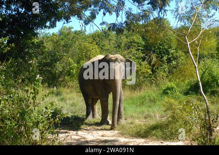 Elefanti, foresta degli elefanti di Kulen, santuario degli elefanti, Krong, Siem Reap, Cambogia. Foto Stock