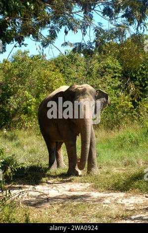 Elefanti, foresta degli elefanti di Kulen, santuario degli elefanti, Krong, Siem Reap, Cambogia. Foto Stock