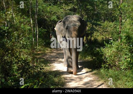 Elefanti, foresta degli elefanti di Kulen, santuario degli elefanti, Krong, Siem Reap, Cambogia. Foto Stock