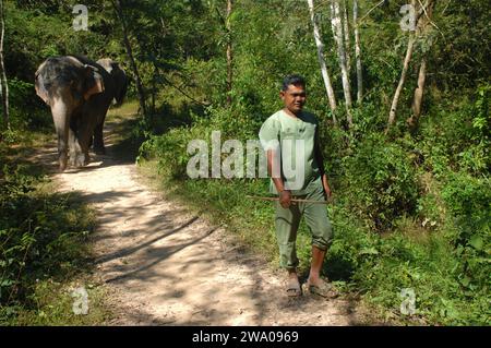 Foresta degli elefanti di Kulen, santuario degli elefanti, Krong, Siem Reap, Cambogia. Foto Stock