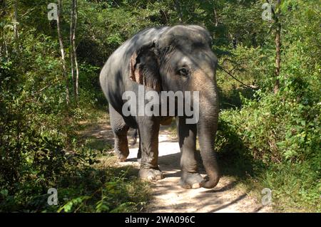 Elefanti, foresta degli elefanti di Kulen, santuario degli elefanti, Krong, Siem Reap, Cambogia. Foto Stock