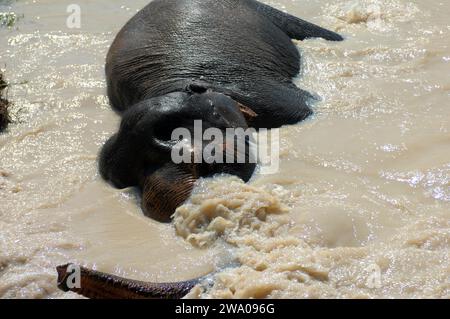 Elefante che si tuffa in un pozzo d'acqua, la foresta degli elefanti di Kulen, il santuario degli elefanti, Krong, Siem Reap, Cambogia. Foto Stock
