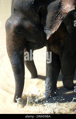 Elefante che si tuffa in un pozzo d'acqua, la foresta degli elefanti di Kulen, il santuario degli elefanti, Krong, Siem Reap, Cambogia. Foto Stock